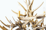 Whitetail Deer 15 Antler Chandelier