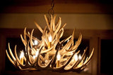 Whitetail Deer 21 Antler Chandelier