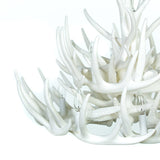 Whitetail Deer 21 Antler Chandelier