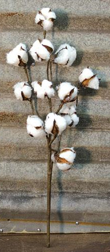 Cotton Stem, 20