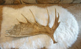 Moose Faux Antler