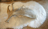Moose Faux Antler