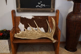 Moose Faux Antler