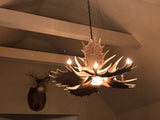 Moose 6 Antler Chandelier with Downlight