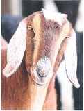 brown nubian goat canvas picture